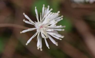 Thalictrum urbaini var. urbaini Hayata 1911 傅氏唐松草