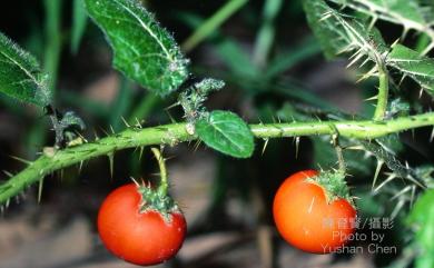 Solanum capsicoides All. 刺茄