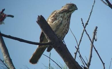 Accipiter trivirgatus formosae Mayr, 1949 鳳頭蒼鷹(台灣特有亞種)