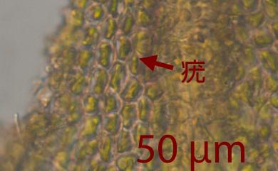 Pelekium versicolor (Hornsch. ex Müll. Hal.) Touw 紅毛鶴嘴苔