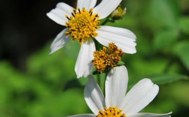 Bidens pilosa var. radiata 大花咸豐草