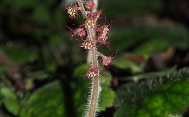 Mitella formosana (Hayata) Masam. 臺灣嗩吶草