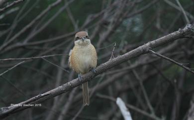 Lanius cristatus lucionensis (Linnaeus, 1766) 紅尾伯勞(普通亞種)