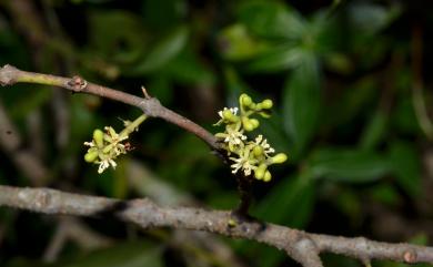 Loranthus delavayi Tiegh. ex Lecomte 椆樹桑寄生