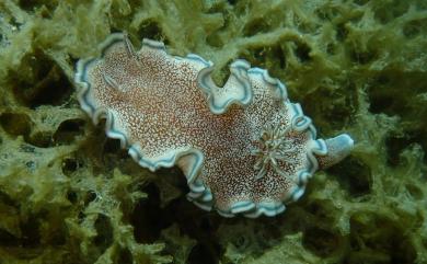 Glossodoris hikuerensis (Pruvot-Fol, 1954) 希吉努多彩海牛