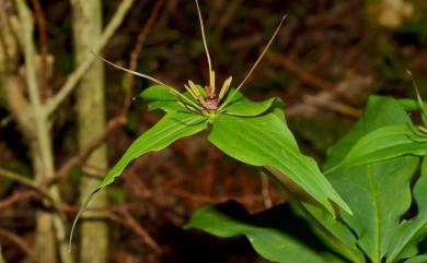 Paris polyphylla var. taitungensis 臺東七葉一枝花