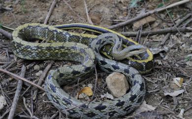 Orthriophis taeniurus friesi (Werner, 1927) 臺灣黑眉錦蛇