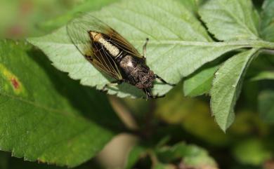 Mogannia formosana Matsumura, 1907 黑翅草蟬