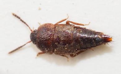 Peitawopsis inexspectata Smetana, 1995