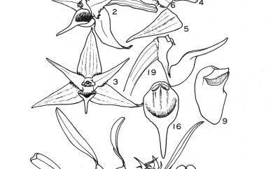 Bulbophyllum sasakii 綠花寶石蘭