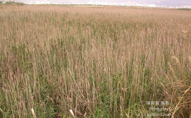 Phragmites australis (Cav.) Trin. ex Steud. 蘆葦