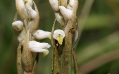Zeuxine strateumatica var. strateumatica (L.) Schltr. 線柱蘭