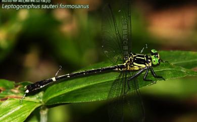 Leptogomphus sauteri formosanus Matsumura, 1926 紹德春蜓嘉義亞種