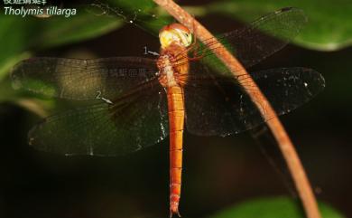 Tholymis tillarga Fabricius, 1798 夜遊蜻蜓
