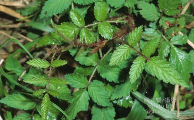 Rubus croceacanthus var. croceacanthus H.Lév. 虎婆刺