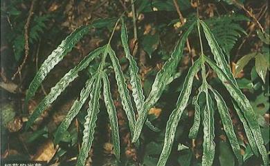 Woodwardia kempii 細葉狗脊蕨