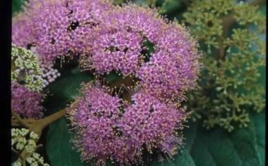 Callicarpa formosana var. formosana 杜虹花