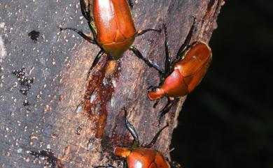 Torynorrhina pilifera (Moser, 1914) 毛翅騷金龜