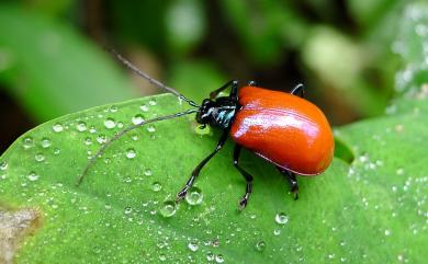 Meristoides grandipennis (Fairmarie, 1889) 紅巨翅螢金花蟲