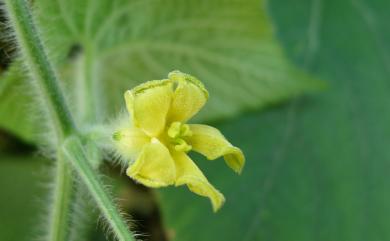 Thladiantha nudiflora 青牛膽