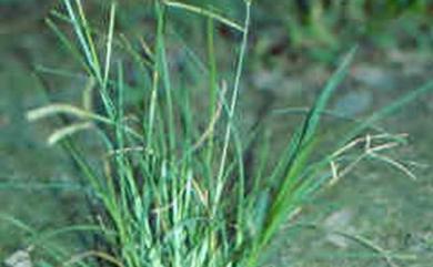 Eleusine indica (L.) Gaertn. 牛筋草