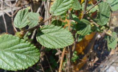 Waltheria americana L. 草梧桐