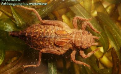 Fukienogomphus prometheus (Lieftinck, 1939) 火神春蜓