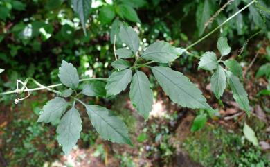 Gynostemma pentaphyllum (Thunb.) Makino 絞股藍