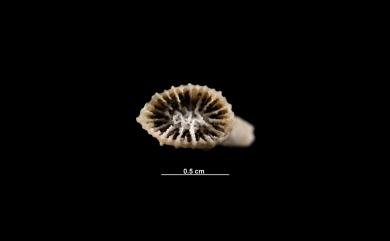 Premocyathus dentiformis (Alcock, 1902) 角狀樹杯珊瑚