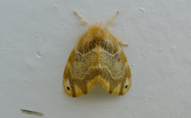 Euproctis kanshireia Wileman, 1910 頂斑黃毒蛾