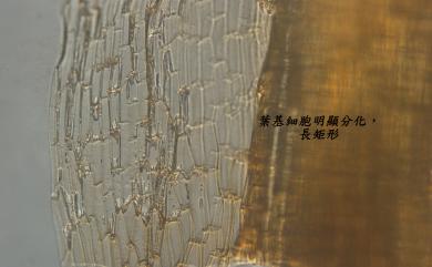 Timmiella anomala (B. S. G.) Limpr., 1888 反扭苔