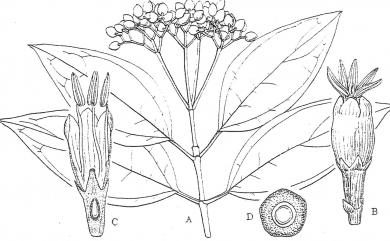 Viburnum propinquum 高山莢蒾