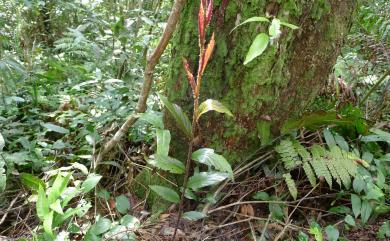 Rubus pyrifolius Sm. 梨葉懸鉤子