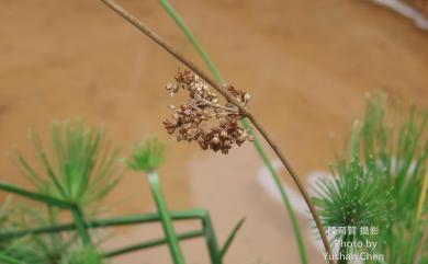 Juncus effusus var. decipiens 燈心草