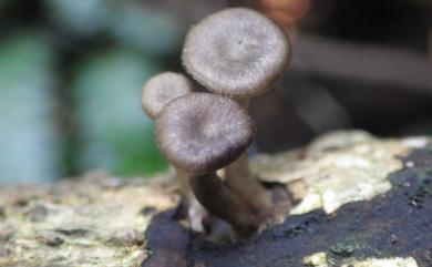 Lentinus brumalis (Pers.) Zmitr. 冬生韌菇