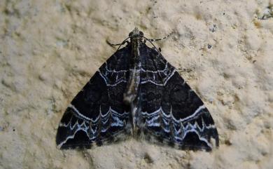 Ecliptopera dimita dimita Prout, 1938 文脈折線尺蛾