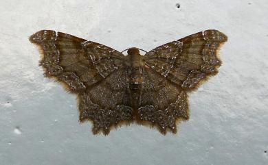 Hastina subfalcaria caeruleolineata Moore, 1888 黑歷尺蛾