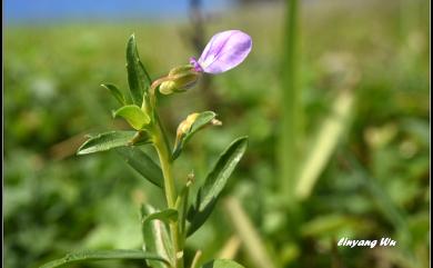 Hybanthus enneaspermus (L.) F. Muell. 鼠鞭草