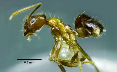 Paratrechina flavipes Fr. Smith, 1874 黃腳黃山蟻