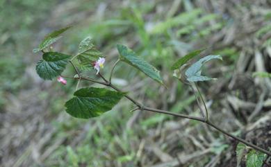 Begonia buimontana 武威山秋海棠