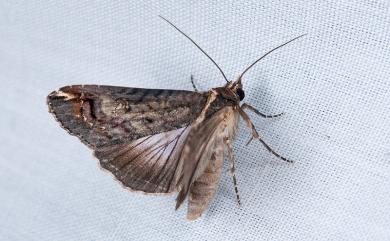 Lophoptera nama (Swinhoe, 1900)