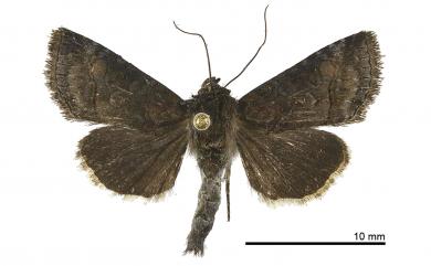 Abrostola abrostolina Butler, 1879 異止夜蛾