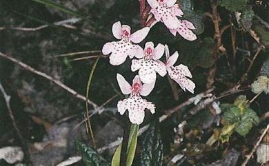 Ponerorchis takasago-montana (Masam.) Ohwi 高山小蝶蘭