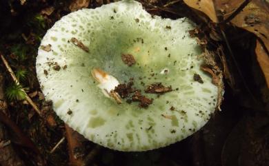 Russula 紅菇屬