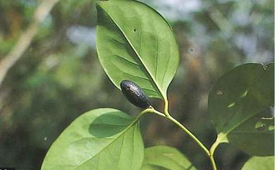 Gonocaryum calleryanum (Baill.) Becc. 柿葉茶茱萸