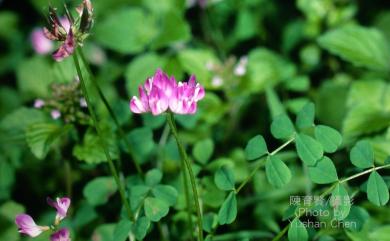 Astragalus sinicus L. 紫雲英