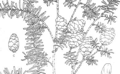 Tsuga chinensis var. formosana (Hayata) H.L.Li & H.Keng 臺灣鐵杉