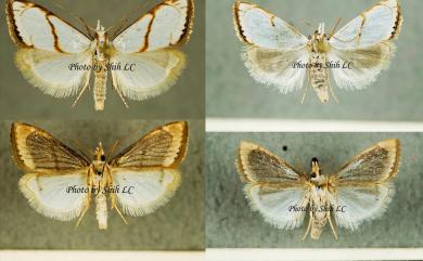 Pseudargyria interruptella (Walker, 1866) 黃紋銀草螟