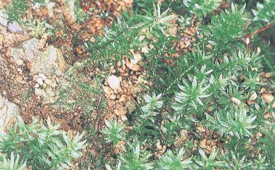 Atrichum crispulum Schimp., 1893 卷葉仙鶴苔
