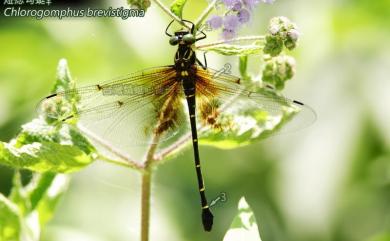 Chlorogomphus brevistigma Oguma, 1926 短痣勾蜓